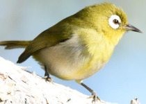 Blue River Provincial Park Private Kagu Birding Tour