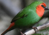 Blue River Provincial Park Private Kagu Birding Tour
