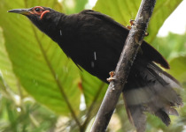 Blue River Provincial Park Private Kagu Birding Tour