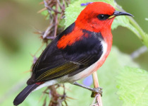 Blue River Provincial Park Private Kagu Birding Tour