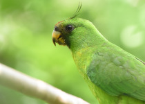 Ouvéa Island Parakeet Private Birding Tour