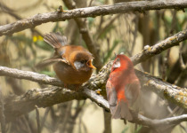 San Juan del Monte Pine Forest Birding Tour