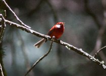 Cruz Blanca–Las Minas Cloud Forest Birding Tour