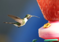 Laguna de Miradores Birding Tour