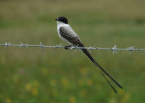 Las Barrancas Grassland and Lagoon Birding Tour