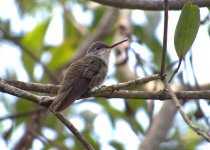 Cerro de Macuiltépetl Urban Birding Tour