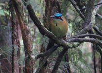 Cerro de Macuiltépetl Urban Birding Tour