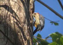 Cerro de Macuiltépetl Urban Birding Tour