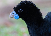 The Mid-Magdalena Valley of Colombia Private Birding Tour