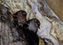 The Mid-Magdalena Valley of Colombia Private Birding Tour