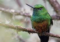 The Mid-Magdalena Valley of Colombia Private Birding Tour
