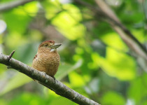 The Mid-Magdalena Valley of Colombia Private Birding Tour