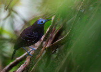 The Mid-Magdalena Valley of Colombia Private Birding Tour