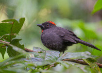 The Mid-Magdalena Valley of Colombia Private Birding Tour