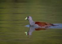 The Mid-Magdalena Valley of Colombia Private Birding Tour