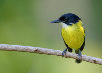 The Mid-Magdalena Valley of Colombia Private Birding Tour