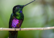 The Mid-Magdalena Valley of Colombia Private Birding Tour