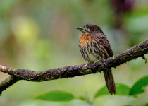 The Mid-Magdalena Valley of Colombia Private Birding Tour