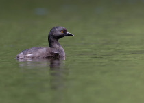 The Mid-Magdalena Valley of Colombia Private Birding Tour