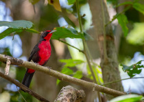 The Mid-Magdalena Valley of Colombia Private Birding Tour