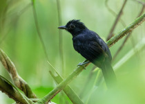 The Mid-Magdalena Valley of Colombia Private Birding Tour