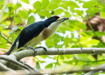 The Mid-Magdalena Valley of Colombia Private Birding Tour