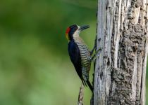 The Mid-Magdalena Valley of Colombia Private Birding Tour