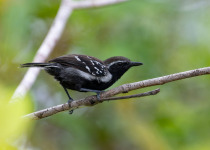 Mitu Amazonian Private Birding Adventure