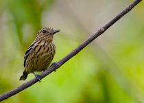 Mitu Amazonian Private Birding Adventure