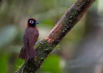 Mitu Amazonian Private Birding Adventure