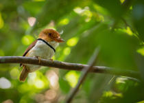 Mitu Amazonian Private Birding Adventure