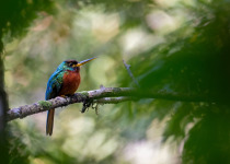 Mitu Amazonian Private Birding Adventure