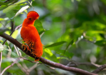Mitu Amazonian Private Birding Adventure