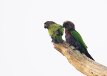Mitu Amazonian Private Birding Adventure