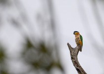 Mitu Amazonian Private Birding Adventure