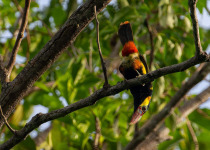 Mitu Amazonian Private Birding Adventure