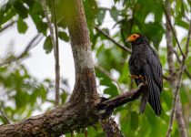 Mitu Amazonian Private Birding Adventure