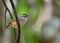 Mitu Amazonian Private Birding Adventure