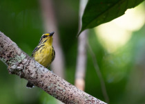 Mitu Amazonian Private Birding Adventure