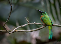 Mitu Amazonian Private Birding Adventure