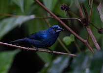Mitu Amazonian Private Birding Adventure