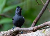 Mitu Amazonian Private Birding Adventure