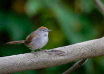 Inirida: Jewel of the Colombian Orinoco Private Birding Tour