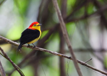 Inirida: Jewel of the Colombian Orinoco Private Birding Tour