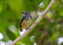 Inirida: Jewel of the Colombian Orinoco Private Birding Tour