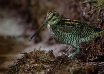 Inirida: Jewel of the Colombian Orinoco Private Birding Tour