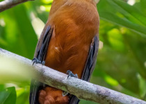 Inirida: Jewel of the Colombian Orinoco Private Birding Tour