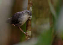 Inirida: Jewel of the Colombian Orinoco Private Birding Tour