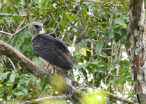 Inirida: Jewel of the Colombian Orinoco Private Birding Tour