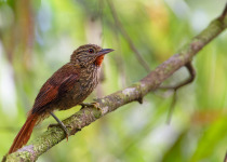 Inirida: Jewel of the Colombian Orinoco Private Birding Tour